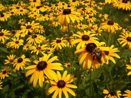 BLACK EYED SUSAN, FLOWERS SEED  ,PERENNIAL - Caribbean garden seed