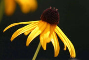 BLACK EYED SUSAN, FLOWERS SEED  ,PERENNIAL - Caribbean garden seed
