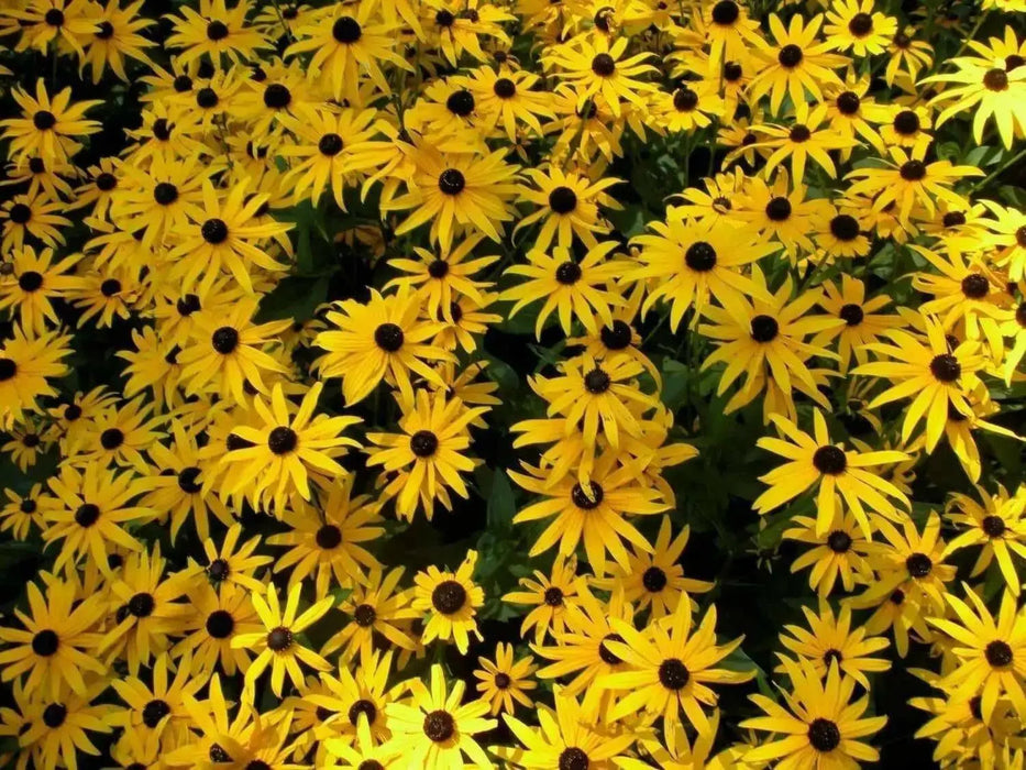 BLACK EYED SUSAN, FLOWERS SEED  ,PERENNIAL - Caribbean garden seed