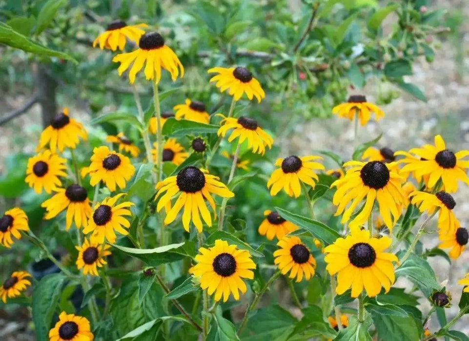 BLACK EYED SUSAN, FLOWERS SEED  ,PERENNIAL - Caribbean garden seed