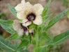 Black Henbane Seeds, annual Flower - Caribbean garden seed