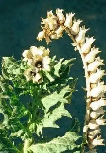 Black Henbane Seeds, annual Flower - Caribbean garden seed