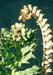 Black Henbane Seeds, annual Flower - Caribbean garden seed