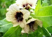 Black Henbane Seeds, annual Flower - Caribbean garden seed