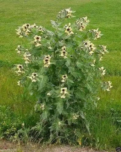 Black Henbane Seeds, annual Flower - Caribbean garden seed