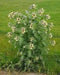 Black Henbane Seeds, annual Flower - Caribbean garden seed