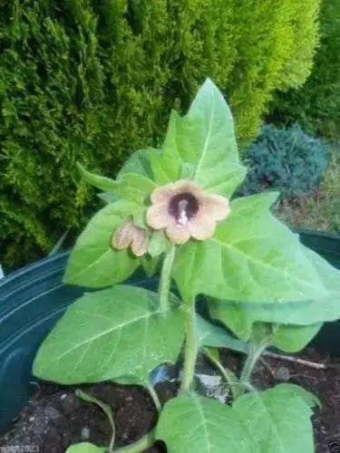 Black Henbane Seeds, annual Flower - Caribbean garden seed