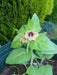 Black Henbane Seeds, annual Flower - Caribbean garden seed