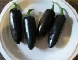 Black Jalapeno PEPPER Seeds, Capsicum annuum - Caribbean garden seed