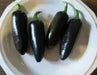 Black Jalapeno PEPPER Seeds, Capsicum annuum - Caribbean garden seed