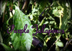 Black Jalapeno PEPPER Seeds, Capsicum annuum - Caribbean garden seed