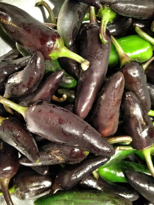 Black Jalapeno PEPPER Seeds, Capsicum annuum - Caribbean garden seed