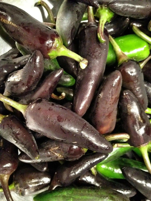 Black Jalapeno PEPPER Seeds, Capsicum annuum - Caribbean garden seed