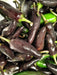 Black Jalapeno PEPPER Seeds, Capsicum annuum - Caribbean garden seed