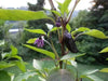 Black Jalapeno PEPPER Seeds, Capsicum annuum - Caribbean garden seed