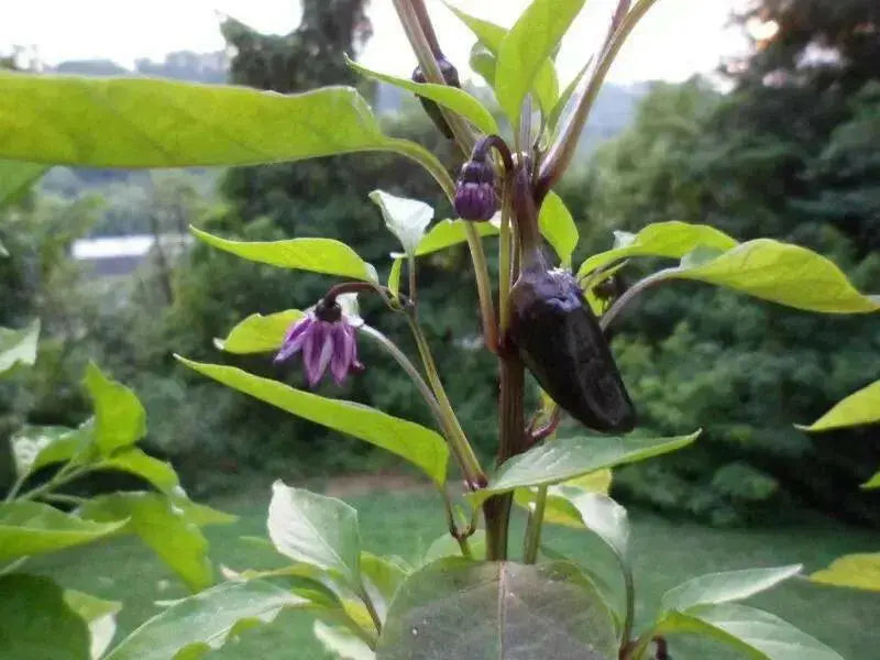Black Jalapeno PEPPER Seeds, Capsicum annuum - Caribbean garden seed