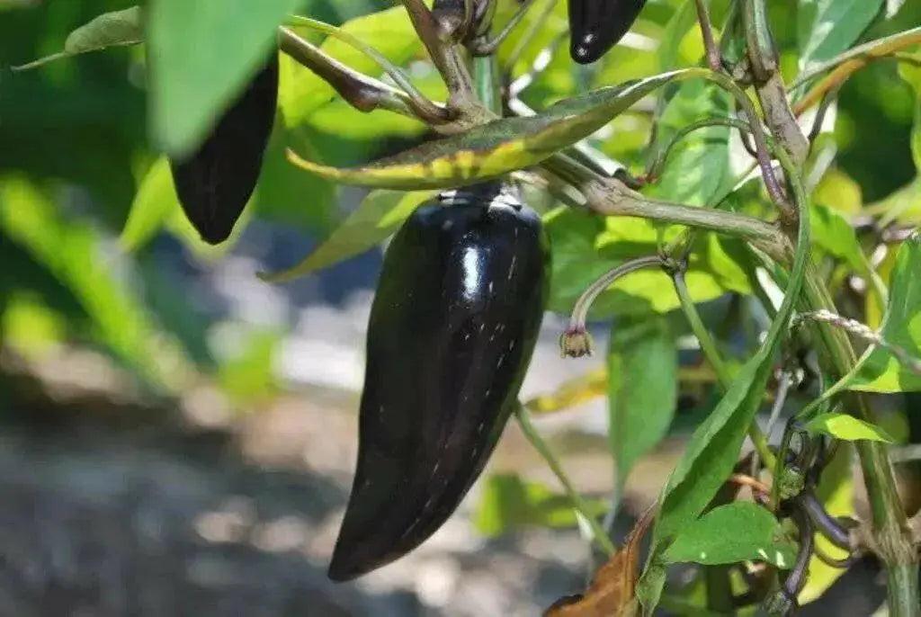 Black Jalapeno PEPPER Seeds, Capsicum annuum - Caribbean garden seed