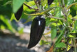 Black Jalapeno PEPPER Seeds, Capsicum annuum - Caribbean garden seed