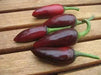 Black Jalapeno PEPPER Seeds, Capsicum annuum - Caribbean garden seed