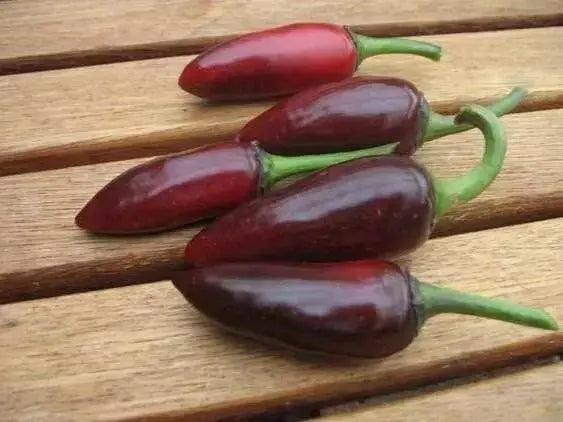 Black Jalapeno PEPPER Seeds, Capsicum annuum - Caribbean garden seed