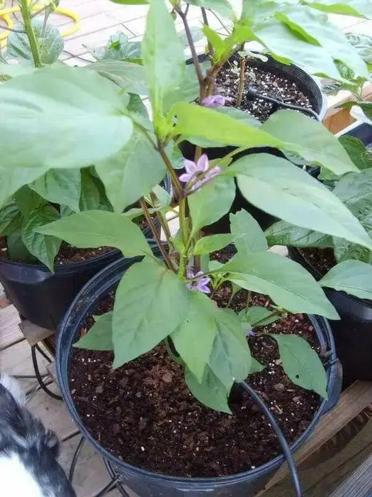 Black Jalapeno PEPPER Seeds, Capsicum annuum - Caribbean garden seed