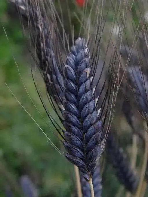Black Knight Wheat Seeds - ornamental grass - Caribbean garden seed