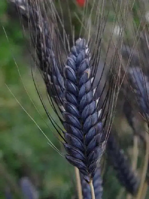 Black Knight Wheat Seeds - ornamental grass - Caribbean garden seed