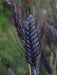 Black Knight Wheat Seeds - ornamental grass - Caribbean garden seed