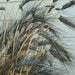 Black Knight Wheat Seeds - ornamental grass - Caribbean garden seed