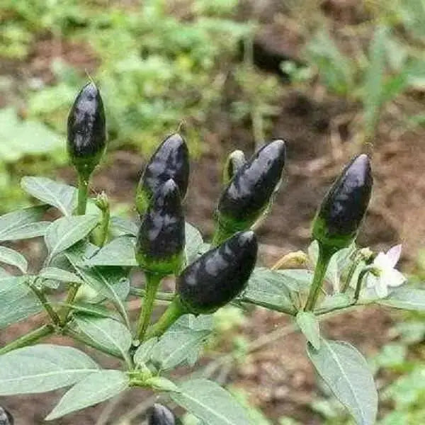 Black Pequin Chilli/Chili- Pepper Seed, (Capsicum Annum) VERY HOT - Caribbean garden seed
