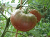 Black krim , Heirloom Tomato SEEDS, ANNUAL VEGETABLE - Caribbean garden seed