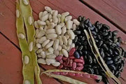 Black Turtle Beans, Half Runner - Caribbean garden seed