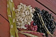 Black Turtle Beans, Half Runner - Caribbean garden seed
