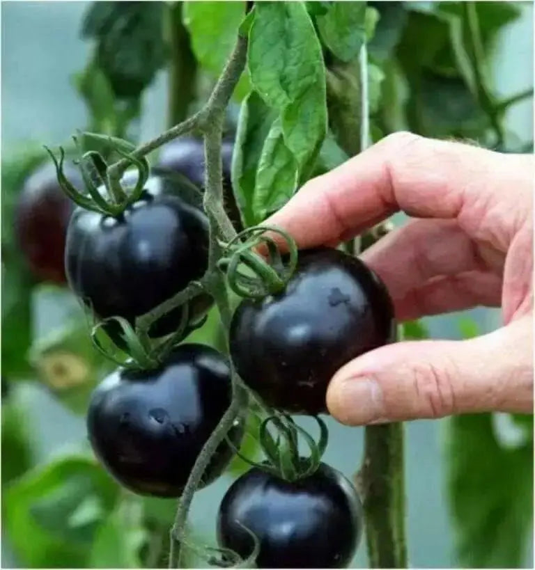 Black tomatoes. kumato tomato Seeds - Slicing tomato - SPANISH Heirloom - Caribbean garden seed