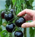 Black tomatoes. kumato tomato Seeds - Slicing tomato - SPANISH Heirloom - Caribbean garden seed