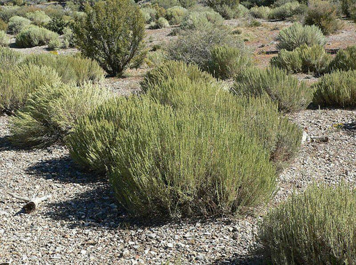 Black Sagebrush Seeds ,EVERGREEN Foliage SHRUB - Caribbean garden seed