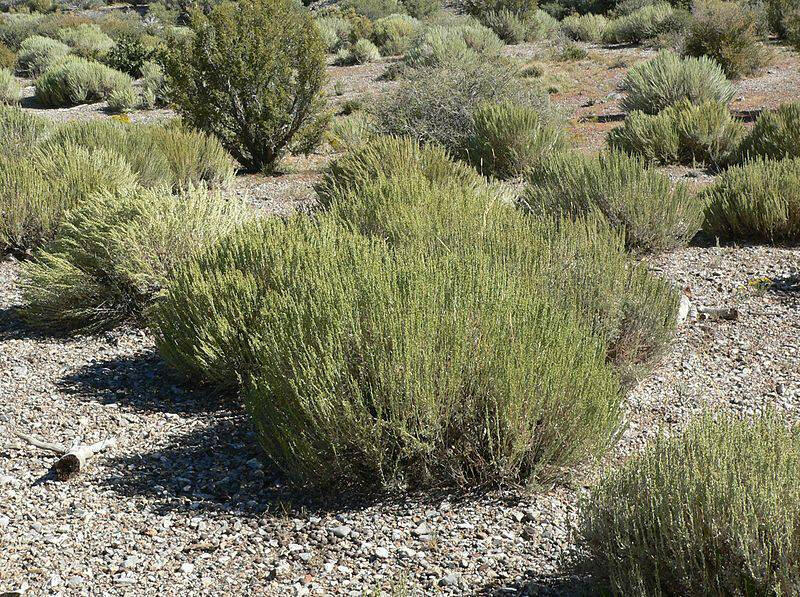 Black Sagebrush Seeds ,EVERGREEN Foliage SHRUB - Caribbean garden seed