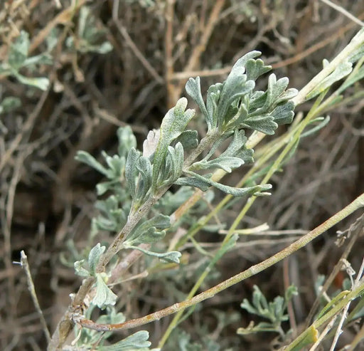 Black Sagebrush Seeds ,EVERGREEN Foliage SHRUB - Caribbean garden seed