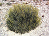 Black Sagebrush Seeds ,EVERGREEN Foliage SHRUB - Caribbean garden seed