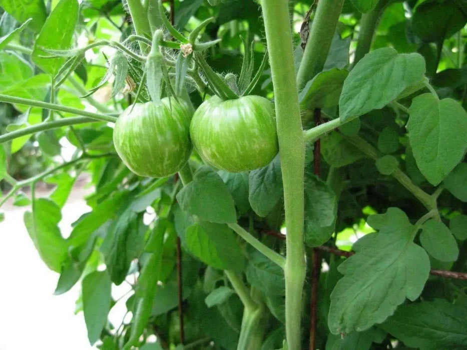 Black Zebra Cherry Tomato Seeds (Solanum lycopersicum) Open pollinated . - Caribbean garden seed