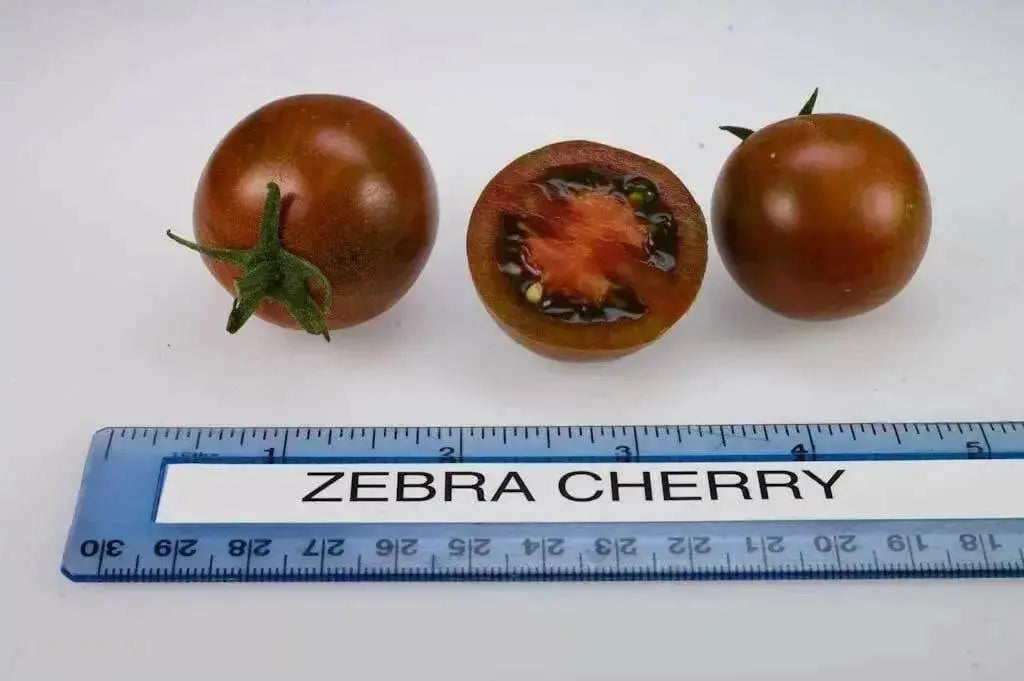 Black Zebra Cherry Tomato Seeds (Solanum lycopersicum) Open pollinated . - Caribbean garden seed