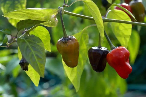 BLACK SCORPION TONGUE , chili variety - Organically grown !! - Caribbean garden seed