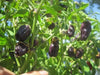 BLACK SCORPION TONGUE , chili variety - Organically grown !! - Caribbean garden seed