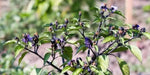 BLACK SCORPION TONGUE , chili variety - Organically grown !! - Caribbean garden seed
