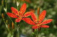 Blackberry Lily Seed (Belamcanda Chinensis ) PERENNIAL FLOWERS. - Caribbean garden seed
