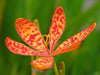 Blackberry Lily Seed (Belamcanda Chinensis ) PERENNIAL FLOWERS. - Caribbean garden seed