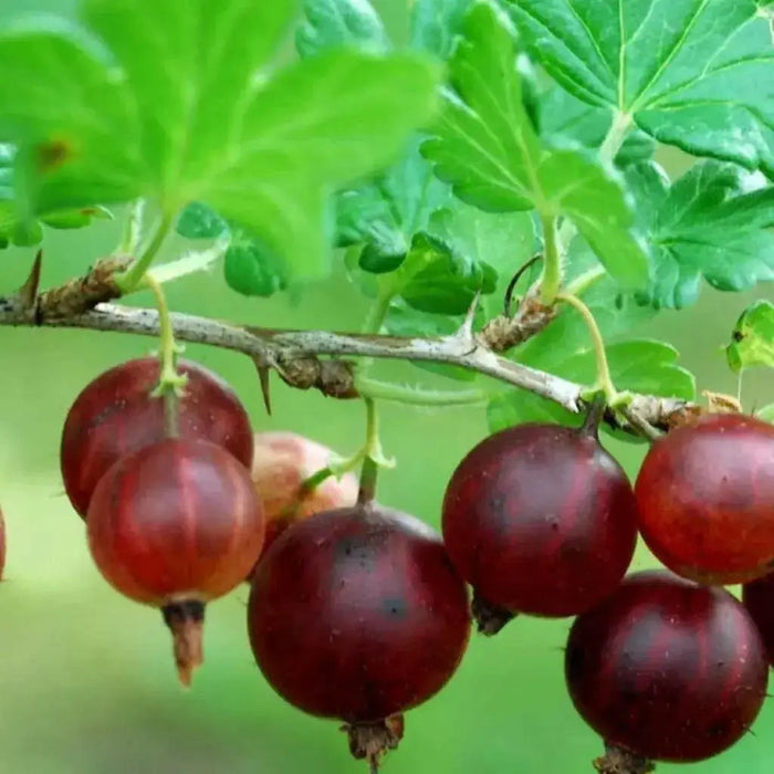 Black Velvet Gooseberry (Live plants) Perennial Vine, Shrub - Caribbean garden seed