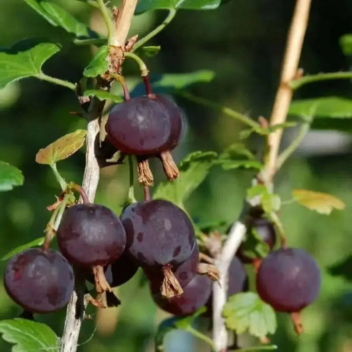 Black Velvet Gooseberry (Live plants) Perennial Vine, Shrub - Caribbean garden seed