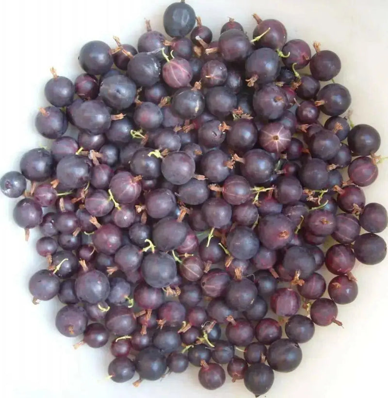Black Velvet Gooseberry (Live plants) Perennial Vine, Shrub - Caribbean garden seed