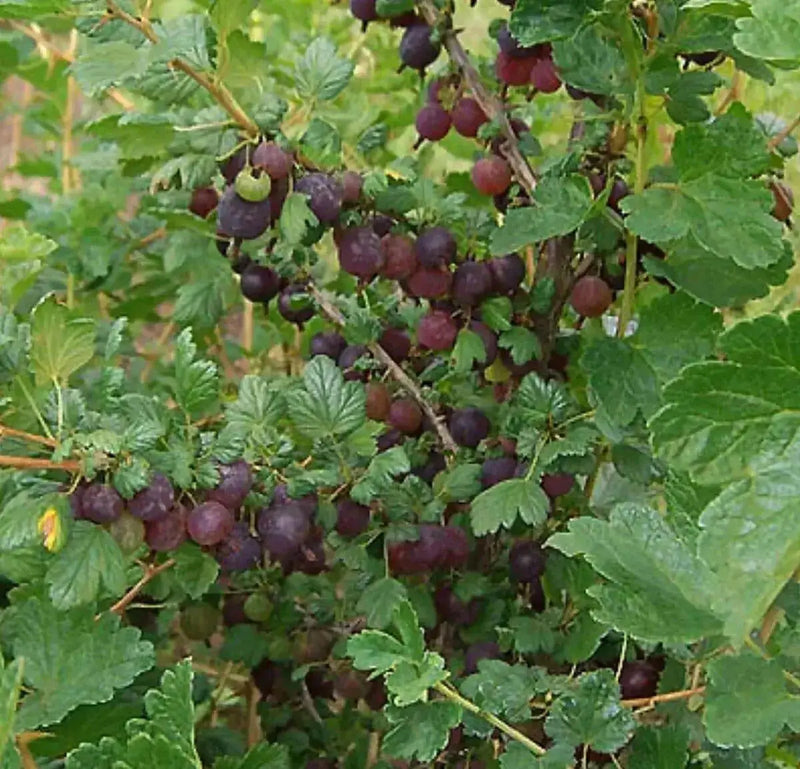 Black Velvet Gooseberry (Live plants) Perennial Vine, Shrub - Caribbean garden seed